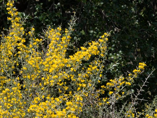 <h3><a href="/trips/kreta/biota/plantae/tracheophyta/magnoliopsida/fabales/fabaceae/calicotome villosa/calicotome villosa-nl.html">Calicotome&nbsp;villosa</a> / Spiny&nbsp;broom / Wollige&nbsp;heidebrem</h3>OM-1 Mark II met OLYMPUS M.150-400mm F4.5 TC, 1/1250 sec  bij F11.0, ISO 2000, afstand 14.1&nbsp;m
